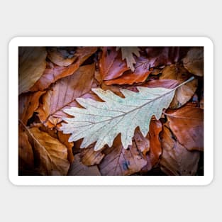 Oak Leaf on Beech Leaves Sticker